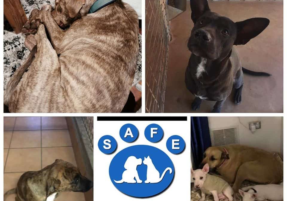 Donate to SAFE – Saving Animals from Euthanasia