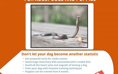 Check these guys out to teach your dogs to avoid snakes
