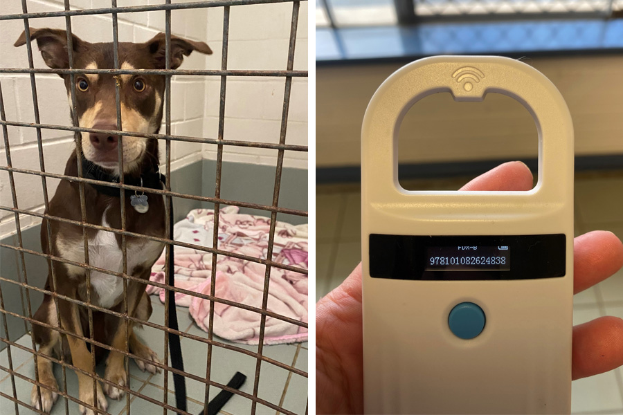 What is microchipping & why is it important?